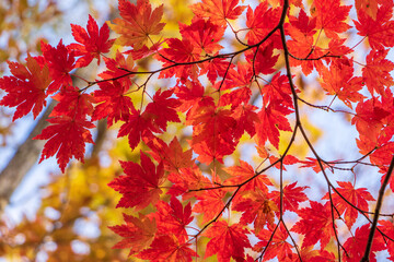 中津川渓谷の紅葉