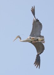 Great Blue Heron in flight