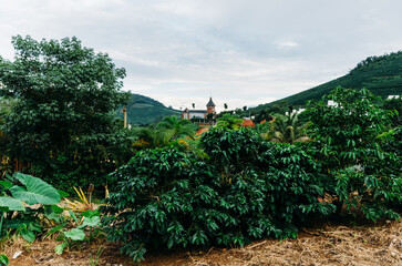 View of Arabica coffee plants in Minas Gerais, Brazil