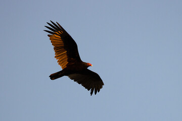 A turkey vulture (Cathartes aura) glides in a blue sky during sunset at Myakka River State Park, Florida