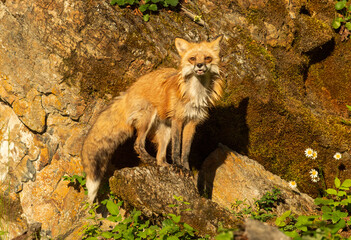 Red Fox in Springtime