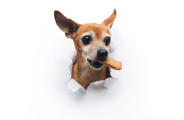 Funny small dog toy terrier holds cookies in his teeth. Torn hole in white paper with copy space. The concept of hunger and theft of food.