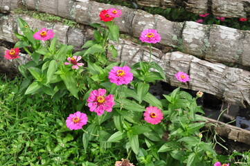 flowers in garden