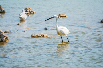 The small white heron or Little egret stands in the lake