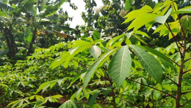 Footage of cassava trees with red stalks grow very well on fertile soil on farmland