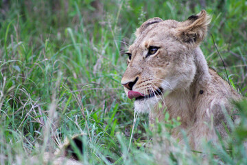 Lion licking lips