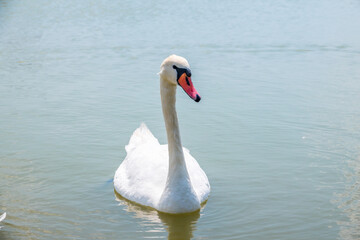 Graceful white Swan swimming in the lake, swans in the wild. Portrait of a white swan swimming on a lake.