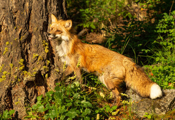 Red Fox in Springtime