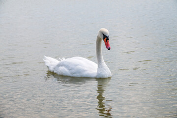 Graceful white Swan swimming in the lake, swans in the wild. Portrait of a white swan swimming on a lake.