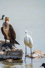 Small white heron, or Little egret, Egretta garzetta, and Great cormorant, Phalacrocorax carbo, sitting on a cliff and looking for fish in shallow water