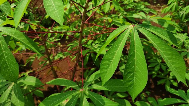 Cassava trees with red stalks exposed by the wind on fertile soil on farmland