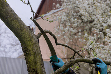 Men cut branch of a fruit tree with garden saw in springtime.