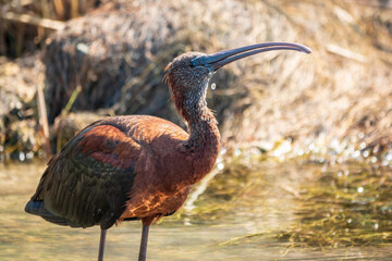 The glossy ibis, latin name Plegadis falcinellus, searching for food in the shallow lagoon.