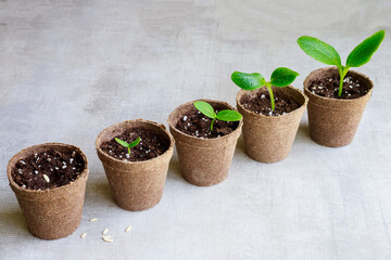 The seeds of cucumber plant grow in a pot.