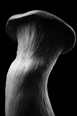 セクシーなエリンギの背中