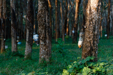 Tapping latex rubber tree, Rubber Latex extracted from rubber tree.
