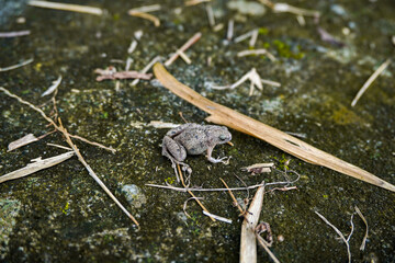 Gray frog toad on mossy rock with scattered bamboo leaves