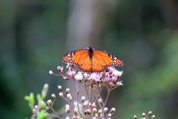 inseto borboleta – rhopalocera