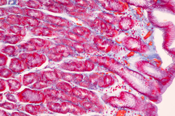 Fototapeta premium Tissue of Small intestine (Duodenum), Large intestine Human and Stomach Human under the microscope in Lab.