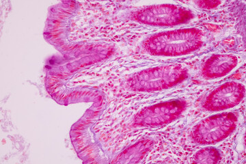 Tissue of Small intestine (Duodenum), Large intestine Human and Stomach Human under the microscope in Lab.