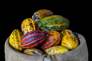 isolated cocoa fruit in hemp sack on a black background. Soft and selective focus.
