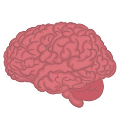 Anatomy of the human brain. Lateral views section. Vector human brain organ.vector hand drawn Vector illustration isolated on white background. human brain organ,anatomy logo concept