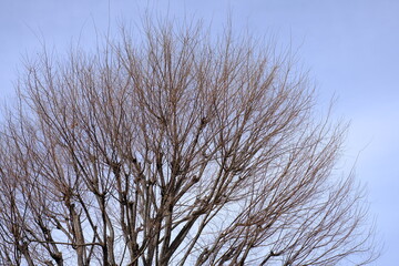 tree is bare of leaves in winter