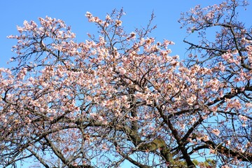 Kanzakura is considered a natural hybrid of Oshimazakura and kanhizakura which are indigenous to Izu and Okinawa respectively. It will be in bloom from the end of winter to be classified into a season