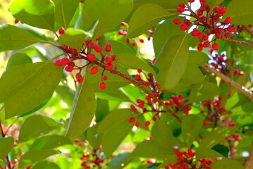 fruits of Ilex rotunda Thunb., Aquifoliaceae.	