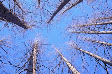 dawn redwood against blue sky in winter
