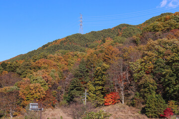 高遠スケッチ街道沿いの紅葉（長野県伊那市）