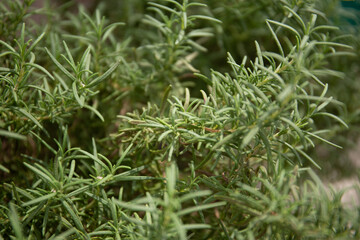 Rosemary bushes in the garden 