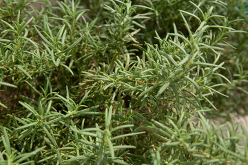 Rosemary bushes in the garden 