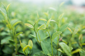 Top of Green tea leaf in the morning, tea plantation