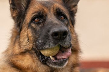 Funny domestic German Shepherd dog with yellow ball looking away while playing on blurred background