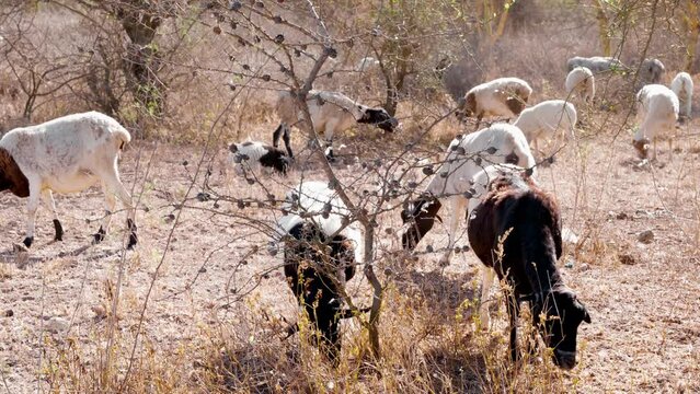 Rural Scene Of Goats Grazing In Dry Land, Drought Season, Kenya