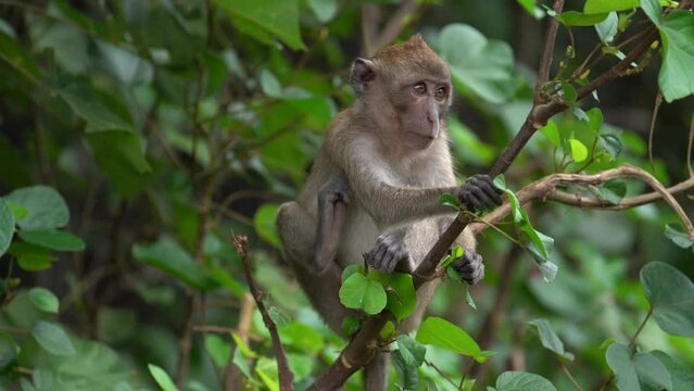 Long-tailed Macaque Resting On A Tree Branch And Using Feet To Scratch His Body. Close Up