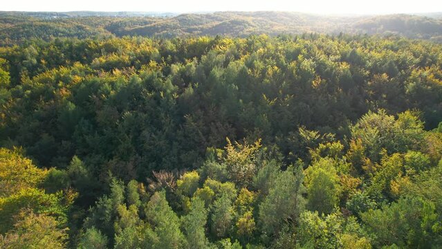 Tall green trees in the hilly landscape of Gdynia in Poland on a sunny day. Drone dolley shot