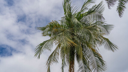 Fototapeta na wymiar The crown of a coconut palm against a background of blue sky and white clouds. Carved green leaves are fluttering in the wind. Seychelles