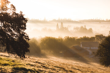 Fototapeta premium morning fog