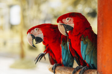 Fototapeta premium Two red blue cockatoo parrots sitting on a branch in the bird park. Exotic birds in wildlife