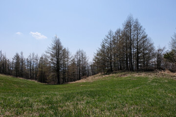 Fototapeta na wymiar forest in field