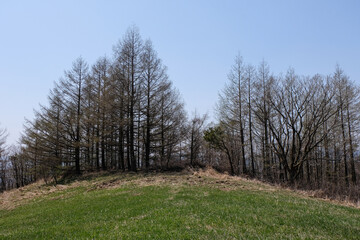 trees in the field