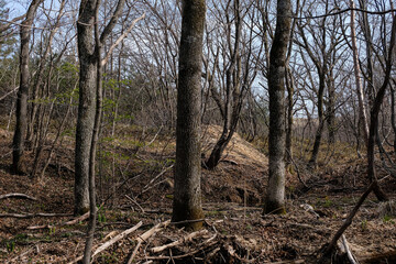 Obraz premium trees in the forest