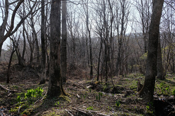 Obraz premium trees in the forest