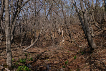 tree in the woods