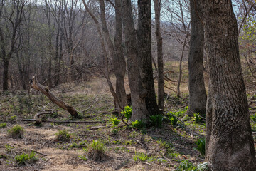 trees in the forest
