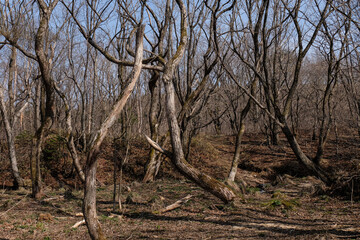 tree in the forest