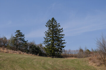 Fototapeta na wymiar pine forest in autumn