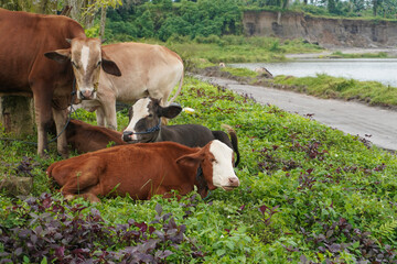 Brown cows on grass field lake side nature
